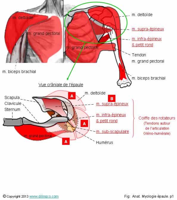  Deltode et coiffe des rotateurs 