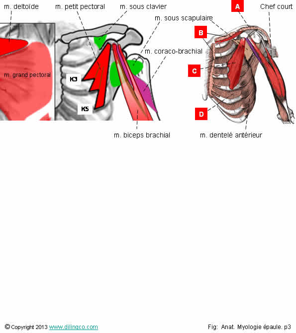  Muscles coracodiens