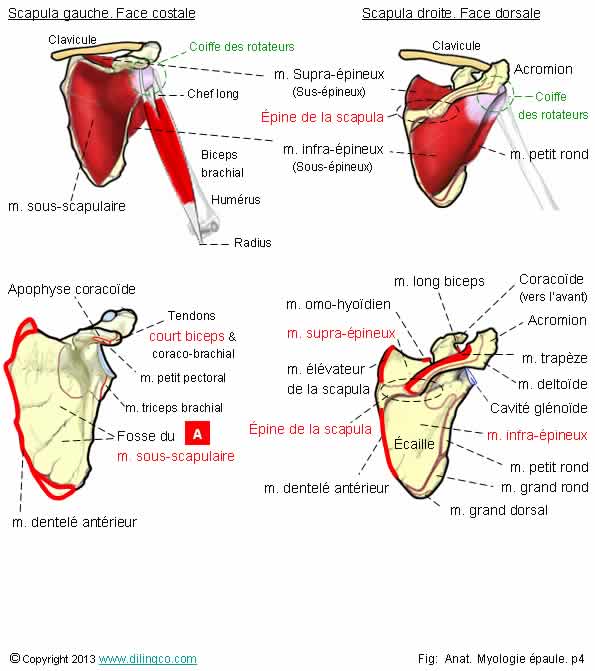 Muscles coiffe des rotateurs 