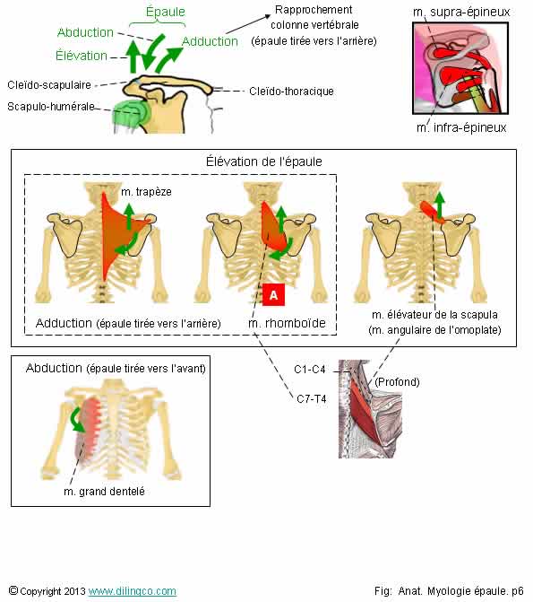 Mouvements de l'paule