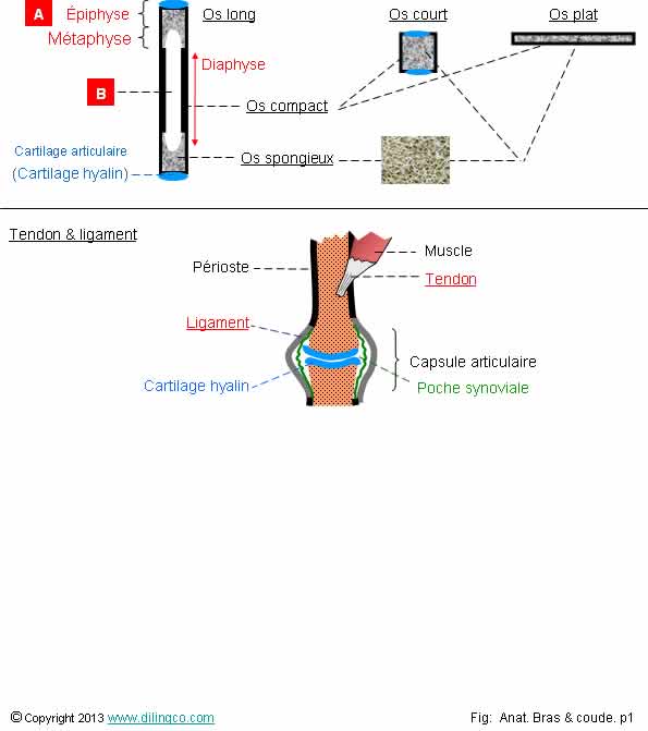  Type os tendon ligament  