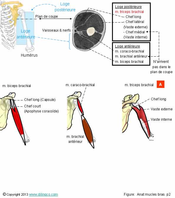 Articulations synoviales   