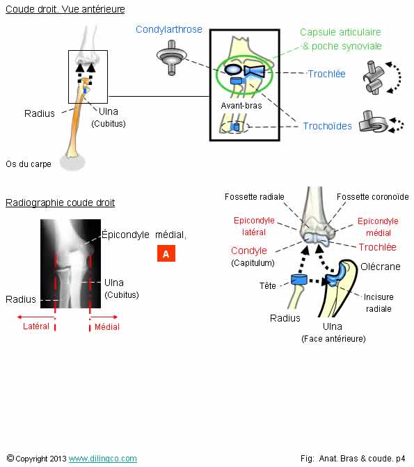 Articulations du coude   