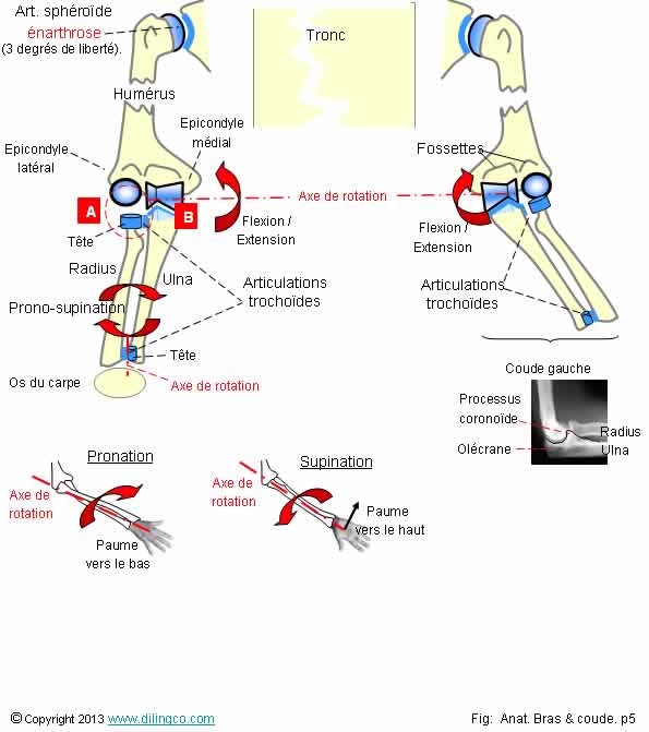  Pronosupination pronation supination