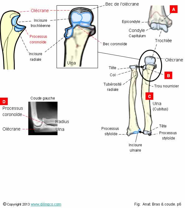 Ulna radius olcrane