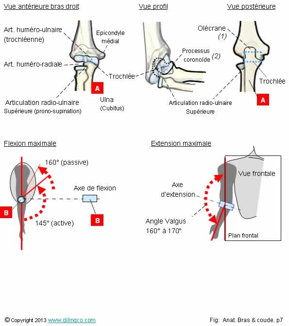  flexion extension du coude  