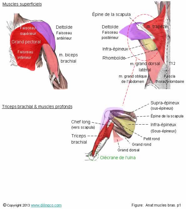  Muscles paule et bras