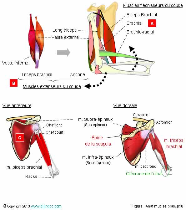 Flexion extension muscles du bras   