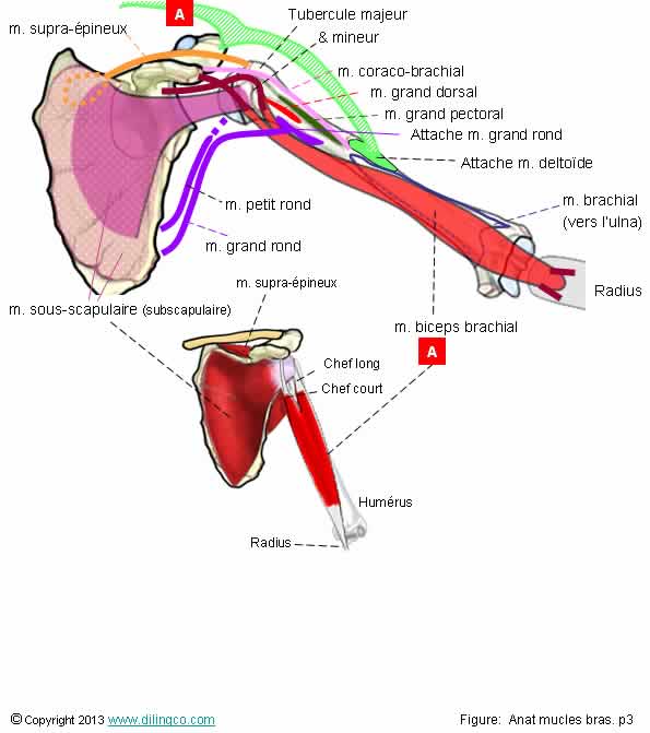 Scapula humrus loge antrieure 