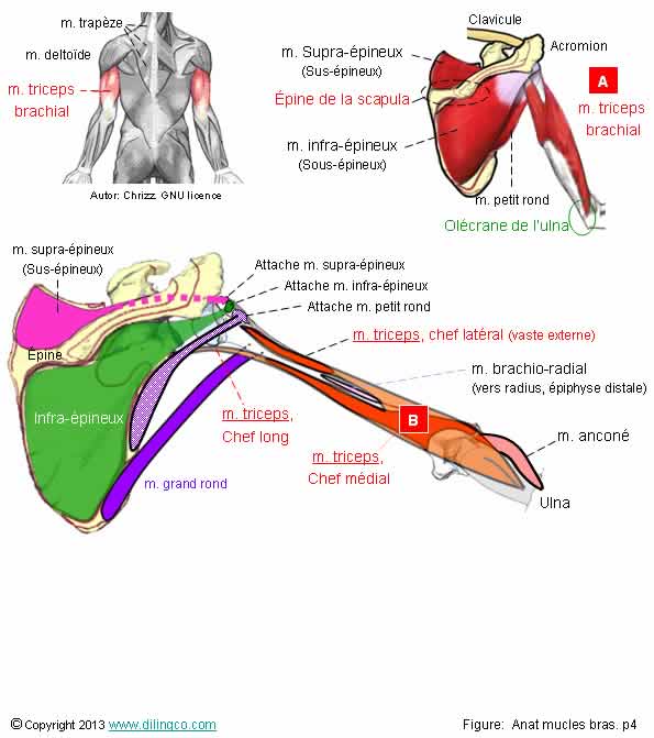  Scapula humrus loge postrieure  