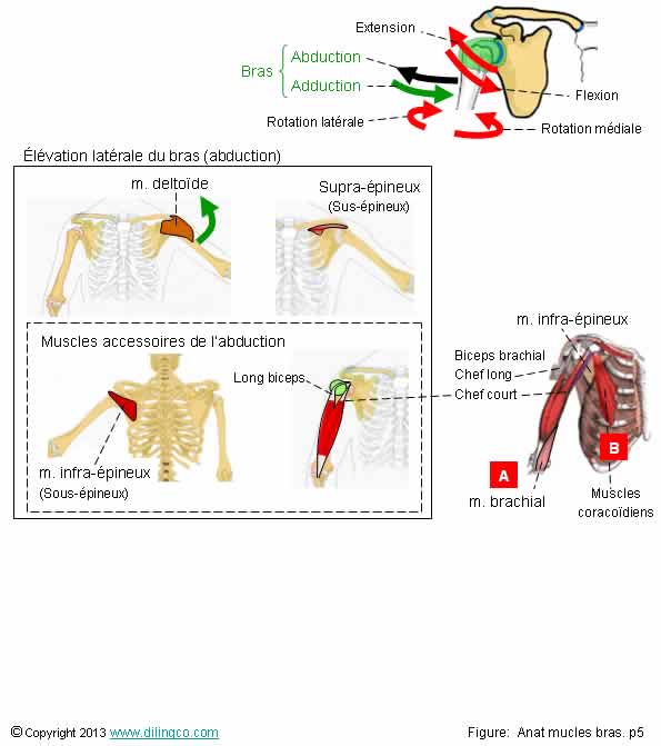  Abduction latrale du bras  
