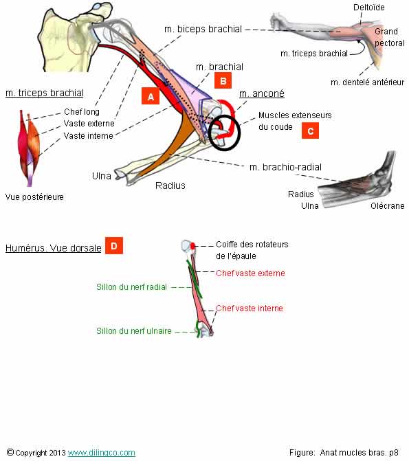  Muscles extenseurs du coude  