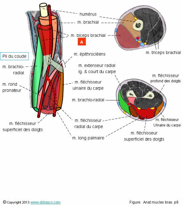 Couplle transverse muscles du bras