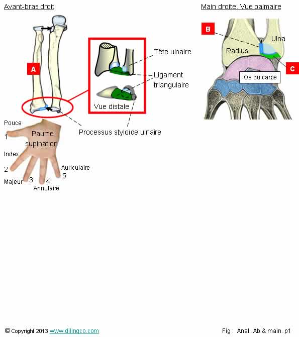 Os du poignet   
