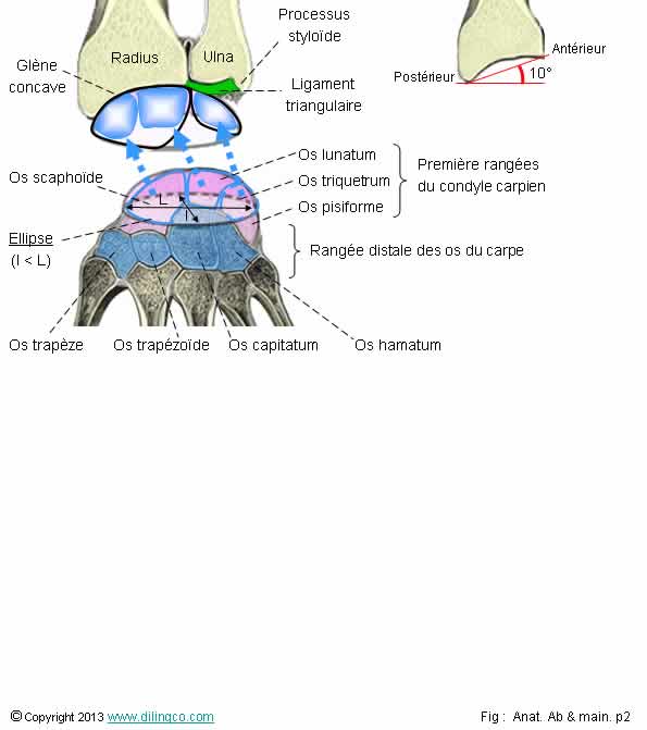 Articulation radio-carpienne condyle carpien  