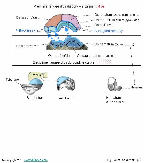 Os du carpe scaphode lunatum hamatum   