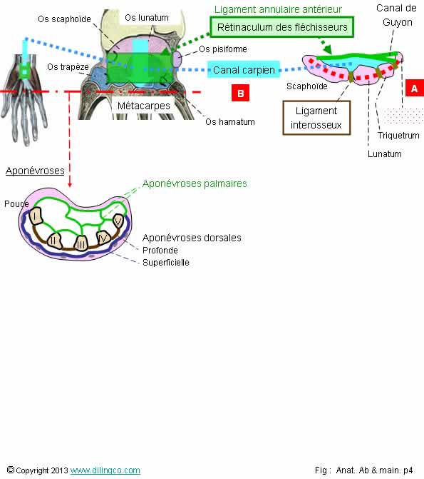  Rtinaculum des flchisseurs canal carpien 