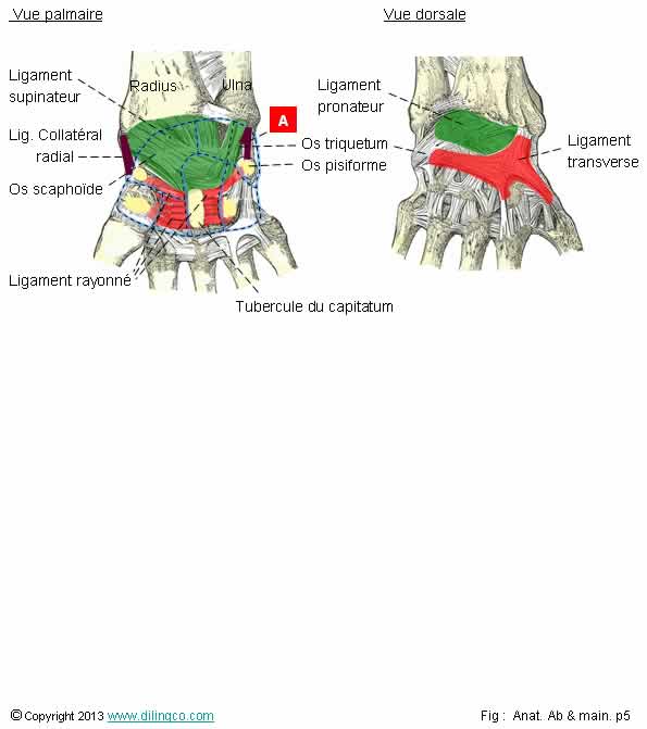 ligamen supinateur collatral transverse 