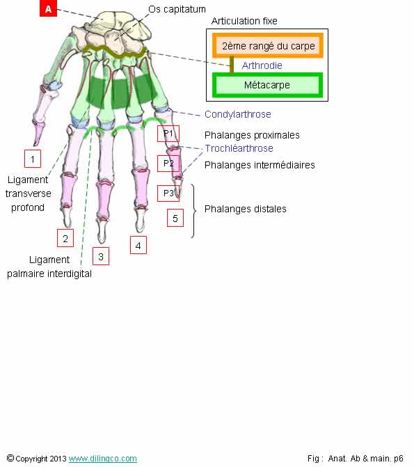  Squelette main mtacarpe phalanges  