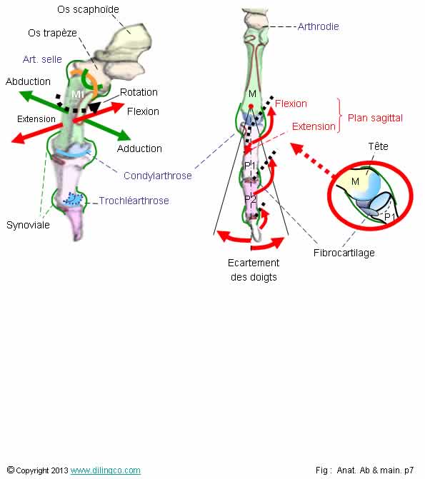 Articulations des doigts   