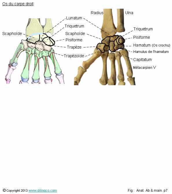 Os du carpe scaphode triquetrum capitatum 