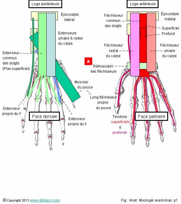  Plans de l'avant-bras loges postrieure et antrieure 