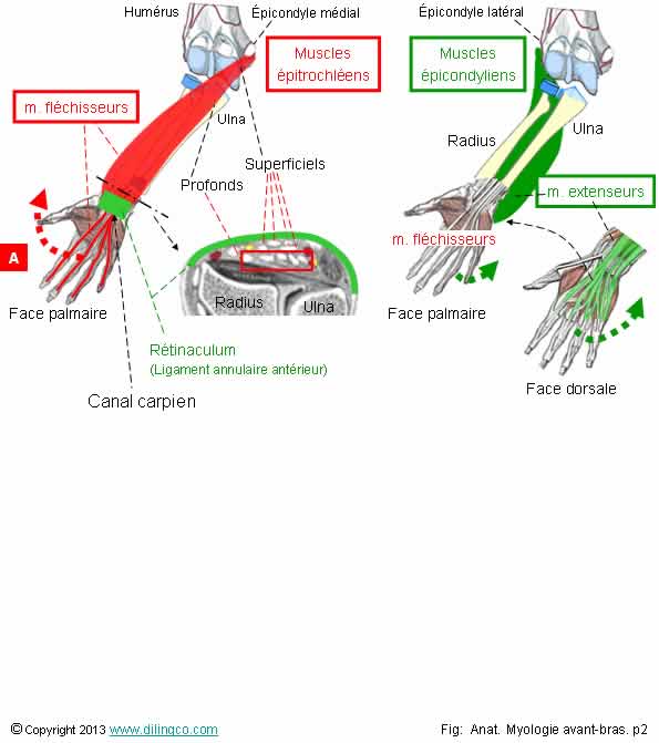  Muscles extenseurs et flchisseurs avant-bras  