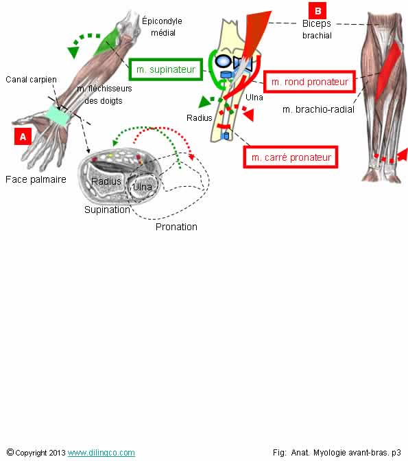 muscles pronateur et supinateurs avant-bras