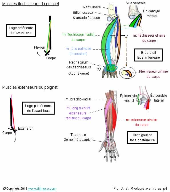  Muscles flchisseurs extenseurs du carpe 