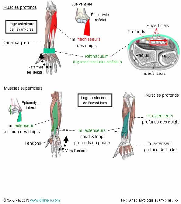  muscles flchisseurs extenseurs des doigts 