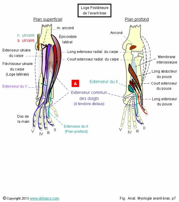 Muscles loge postrieure de l'avant-bras   