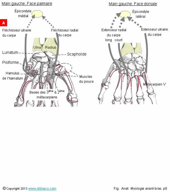  Muscles vers os du carpe 