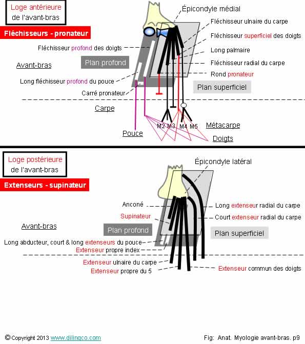  loges postrieure antrieure avant-bras pronateur supinateur