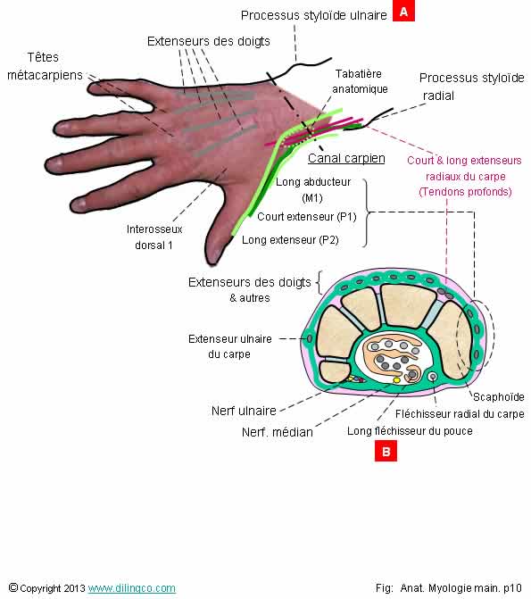  Anatomie dos main  