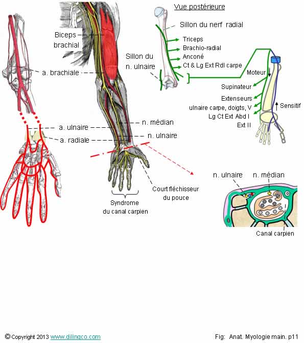 Artres et nerfs de l'avant-bras main
