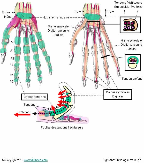 Gaines et tendons flchisseurs de la main  