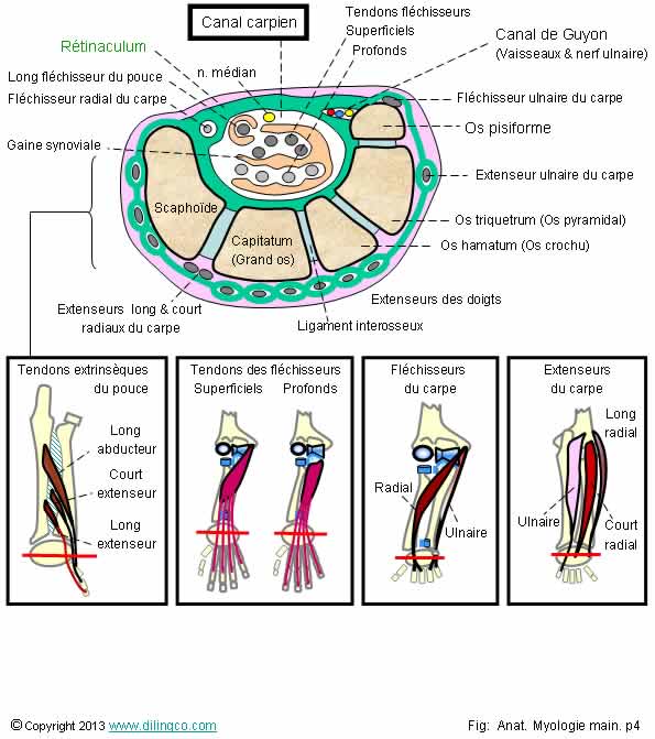 Canal carpien rtinaculum tendons superficiels profonds 