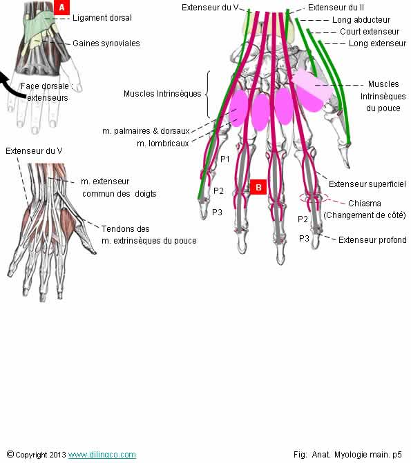 Muscles des doigts long court intrinsque du pouce