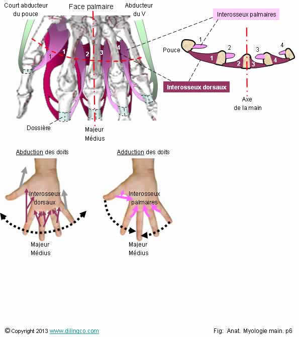  muscles interosseux doigts  