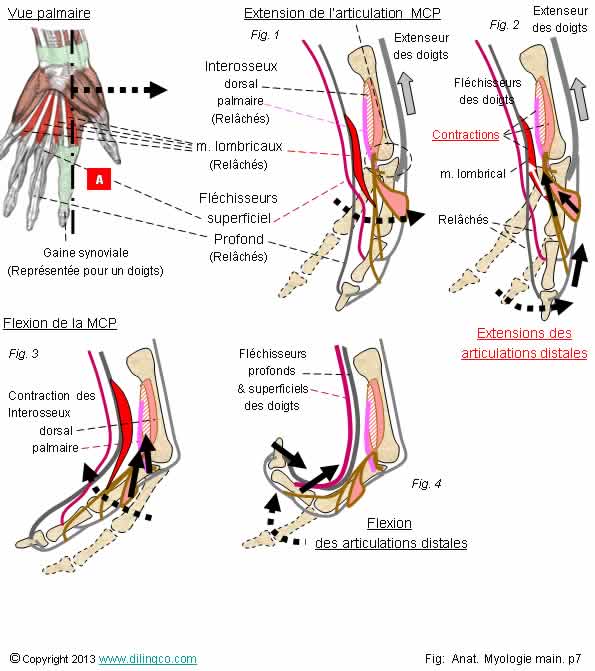 Muscles doigt lombricaux flchisseur extenseur  