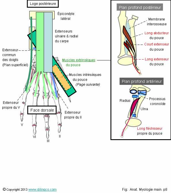 Muscles extrinsques du pouce   