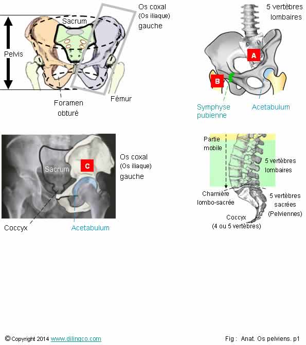 Os ceinture pelvienne 