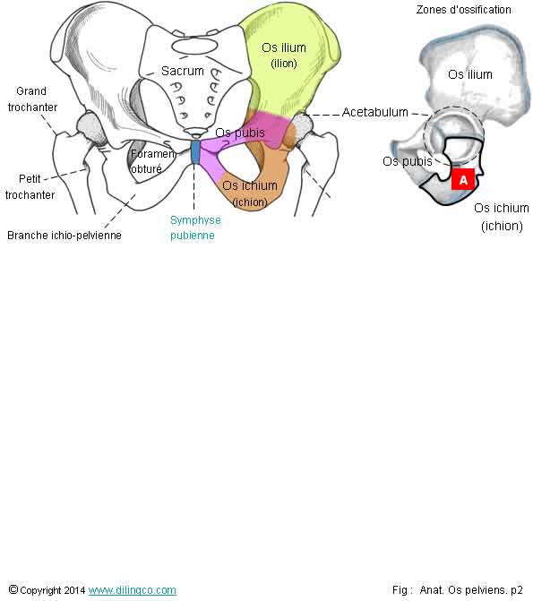 Os coxalilium sacrum 