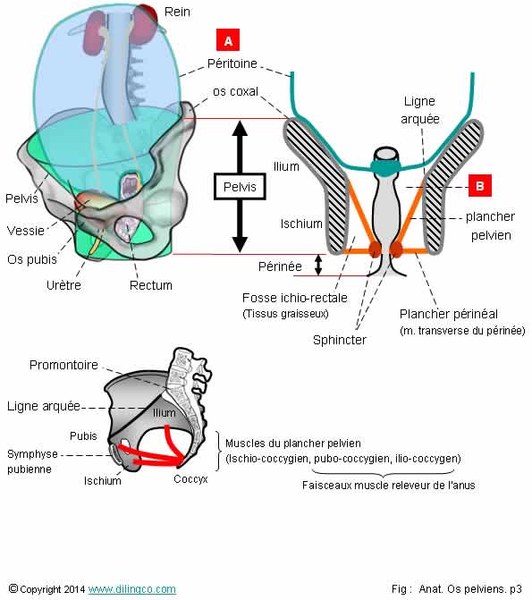 Cavits abdominale pelvienne 