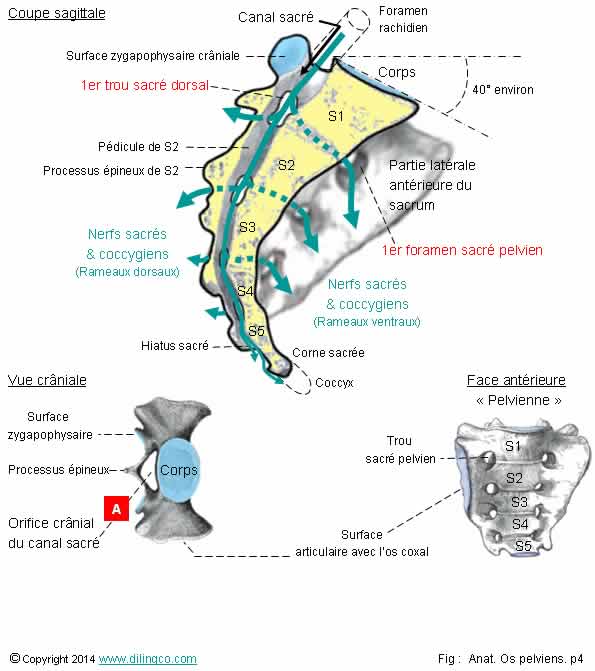 Sacrum foramen sacr pelvien coccyx   