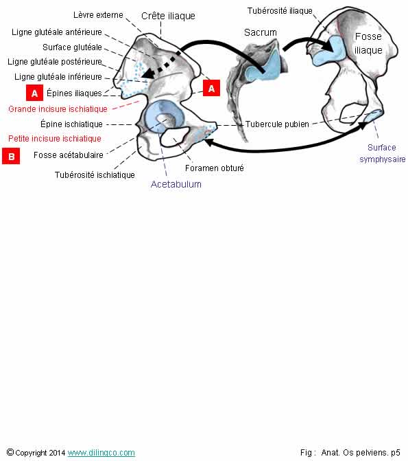  Os pelvis fosse actabulaire iliaque 