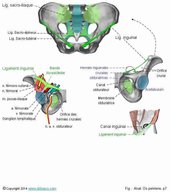 ligament sacro-iliaque inguinal bande ilio-pectine  