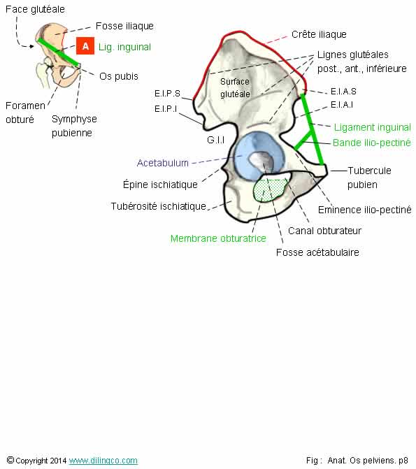  Os coxal vue latrale  