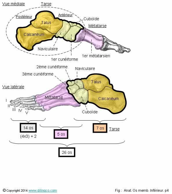  Os du pied tarse mtatarse  