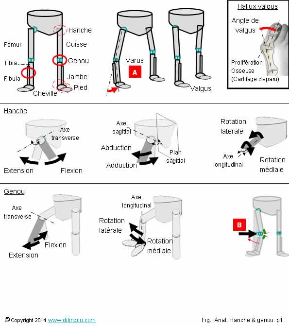 articulation membre infrieur hallux valgus  